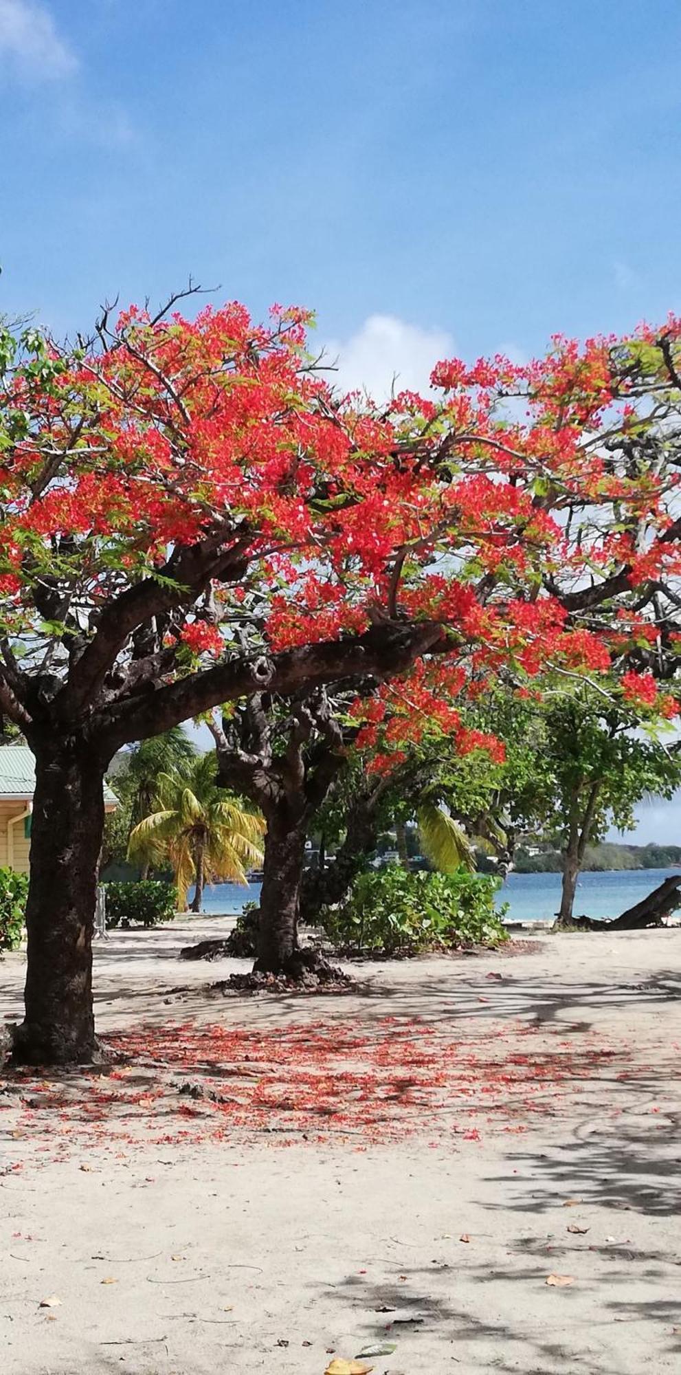 Bigouz Residence La Plage De L'Anse Caritan Sainte-Anne Exteriör bild